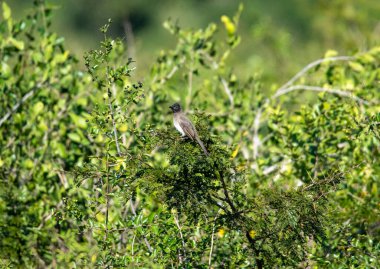 Doğal koşullarda avlanırken ağaçtaki güzel kuş.