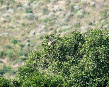 Doğal koşullarda avlanırken ağaçtaki güzel kuş.