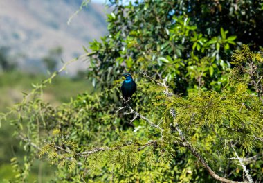 Doğal koşullarda avlanırken ağaçtaki güzel kuş.