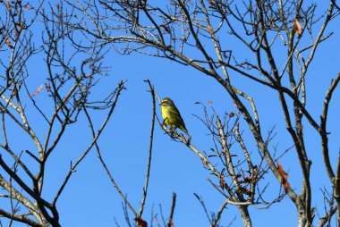 Doğal koşullarda avlanırken ağaçtaki güzel kuş.