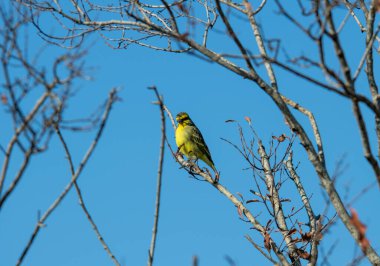 Doğal koşullarda avlanırken ağaçtaki güzel kuş.