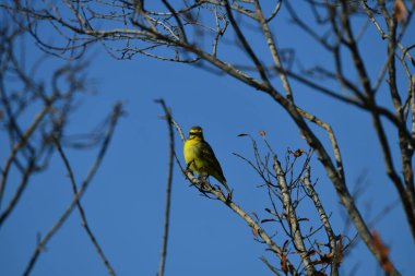Doğal koşullarda avlanırken ağaçtaki güzel kuş.