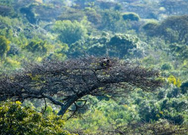 Doğal koşullarda avlanırken ağaçtaki güzel kuş.