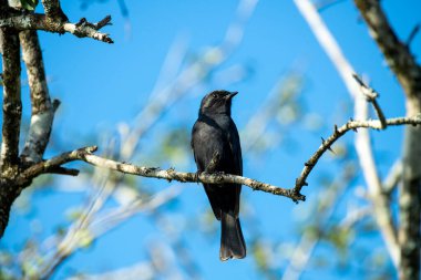 Doğal koşullarda avlanırken ağaçtaki güzel kuş.