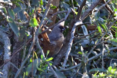 Doğal koşullarda avlanırken ağaçtaki güzel kuş.