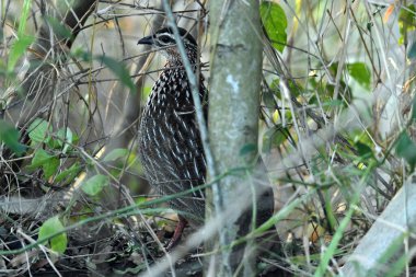 Yaşamda çiçeklerle dolu ağaçtaki güzel kuş.