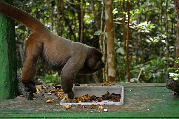 Grand Troupeau Singes Est Venu Manger Des Fruits Pour Déjeuner — Photo