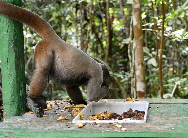 Grand Troupeau Singes Est Venu Manger Des Fruits Pour Déjeuner — Photo