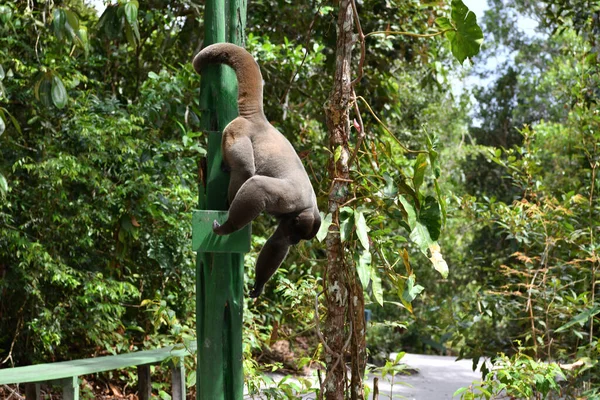Una Gran Bandada Monos Vino Comer Fruta Para Almuerzo —  Fotos de Stock