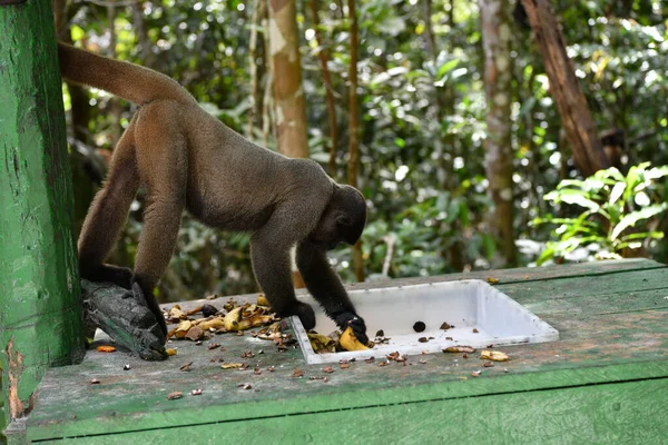 Grand Troupeau Singes Est Venu Manger Des Fruits Pour Déjeuner — Photo