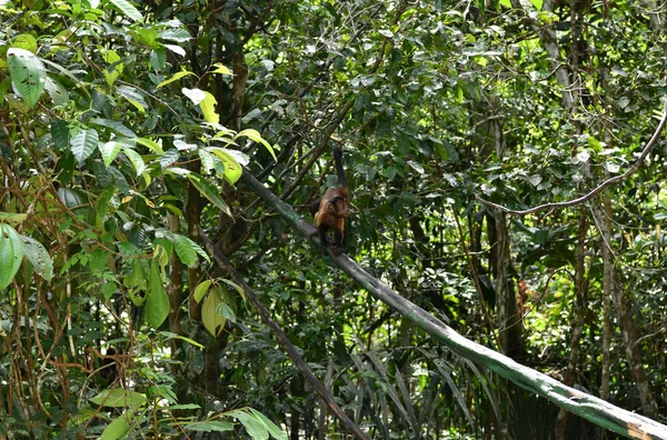 Hermosas Aves Que Buscan Comida Naturaleza Cerca Del Comedero —  Fotos de Stock