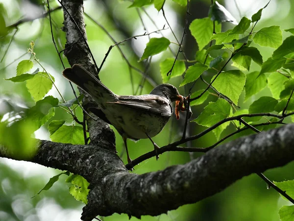 Красивые Птицы Ищут Пищу Дикой Природе Рядом Кормушкой — стоковое фото