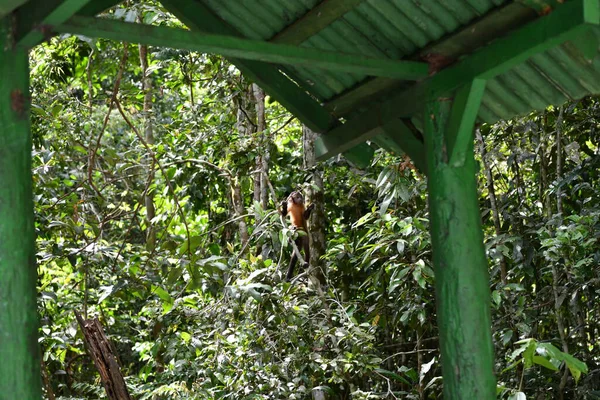 Hermosas Aves Que Buscan Comida Naturaleza Cerca Del Comedero —  Fotos de Stock