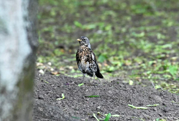 Aves Bonitas Procura Comida Natureza Perto Alimentador — Fotografia de Stock