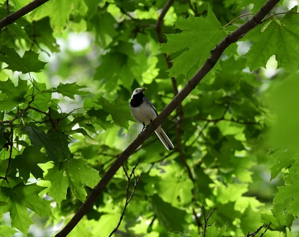 Красиві Птахи Шукають Їжу Дикій Природі Біля Годівниці — стокове фото