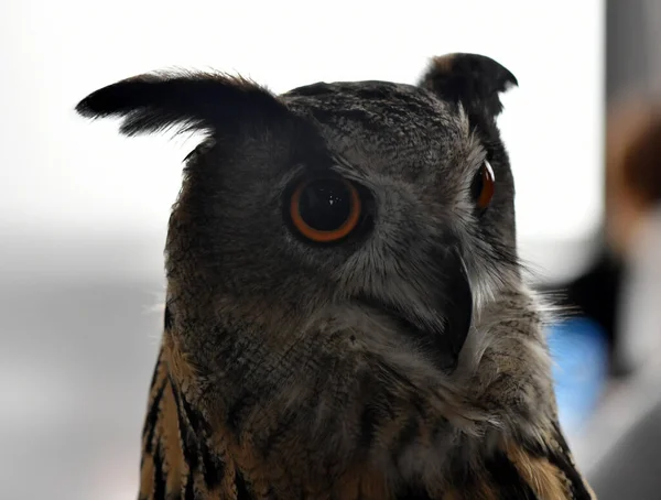 Schöne Vögel Auf Nahrungssuche Freier Wildbahn Der Nähe Des Futterhäuschens — Stockfoto