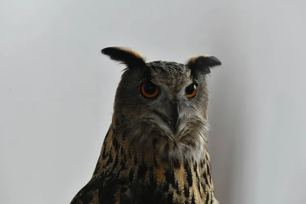 Brown Proud Eagle Owl Posing — Stock Photo, Image