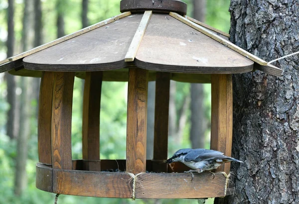 Oiseaux Écureuils Près Une Mangeoire Avec Des Graines — Photo