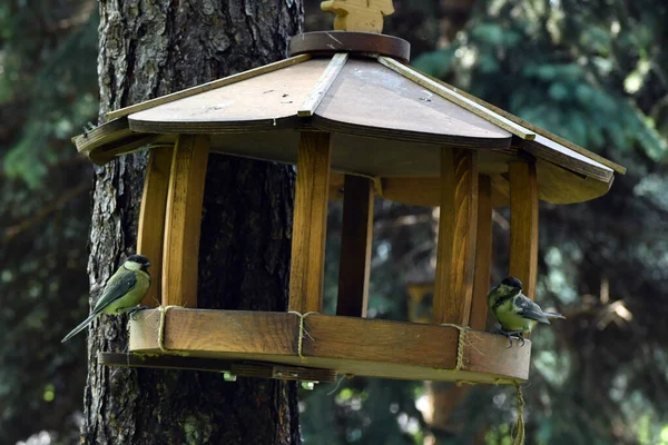 Oiseaux Écureuils Près Une Mangeoire Avec Des Graines — Photo