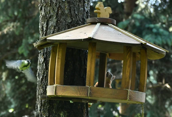 Aves Esquilos Perto Alimentador Com Sementes — Fotografia de Stock