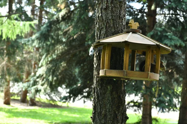 Aves Ardillas Cerca Comedero Con Semillas —  Fotos de Stock