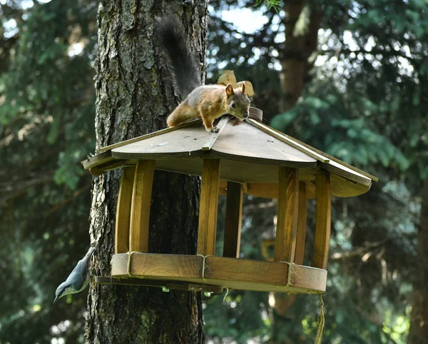 Vögel Und Eichhörnchen Der Nähe Eines Futters Mit Samen — Stockfoto