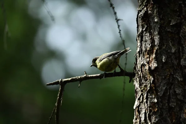 Mooie Vogels Zoek Naar Voedsel Het Wild Buurt Van Feeder — Stockfoto