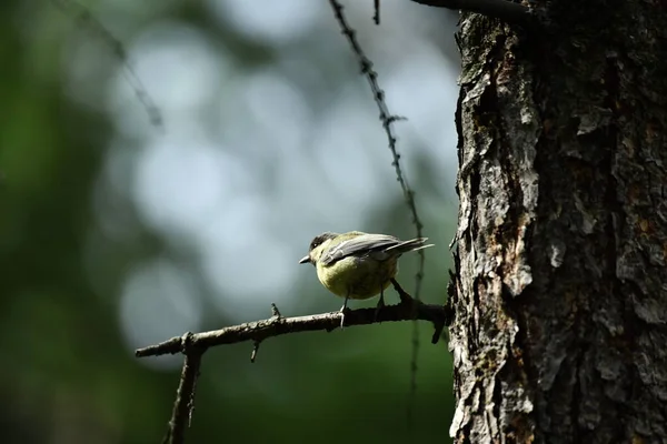 Bellissimi Uccelli Cerca Cibo Natura Vicino All Alimentatore — Foto Stock