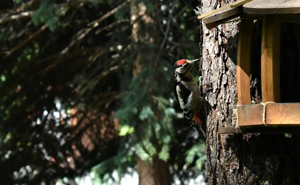 Aves Bonitas Procura Comida Natureza Perto Alimentador — Fotografia de Stock