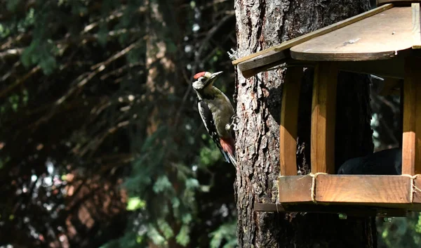Schöne Vögel Auf Nahrungssuche Freier Wildbahn Der Nähe Des Futterhäuschens — Stockfoto