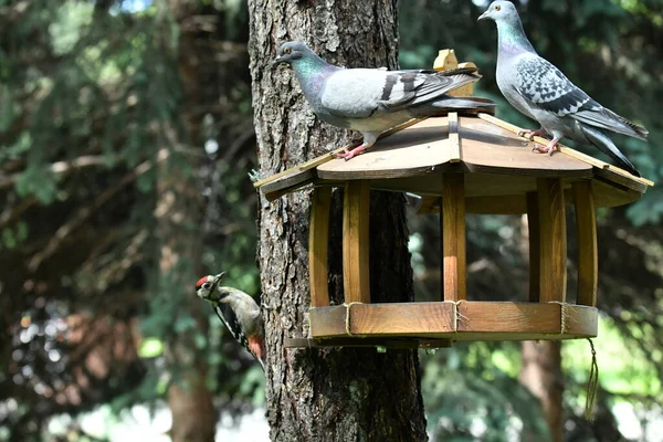 Hermosas Aves Que Buscan Comida Naturaleza Cerca Del Comedero — Foto de Stock