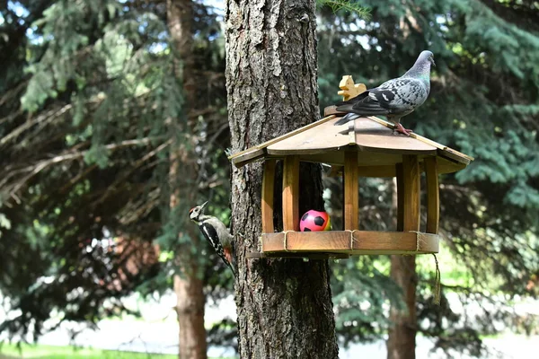 Schöne Vögel Auf Nahrungssuche Freier Wildbahn Der Nähe Des Futterhäuschens — Stockfoto