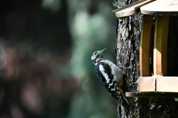 Vackra Fåglar Som Söker Föda Naturen Nära Mataren — Stockfoto