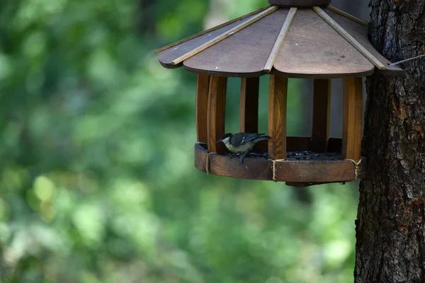 Beaux Oiseaux Recherche Nourriture Dans Nature Près Mangeoire — Photo