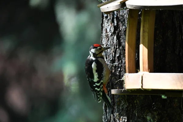 Beaux Oiseaux Recherche Nourriture Dans Nature Près Mangeoire — Photo
