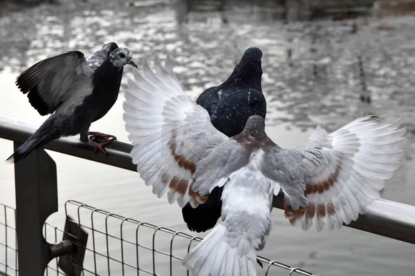 Bellas Aves Que Buscan Comida Naturaleza — Foto de Stock