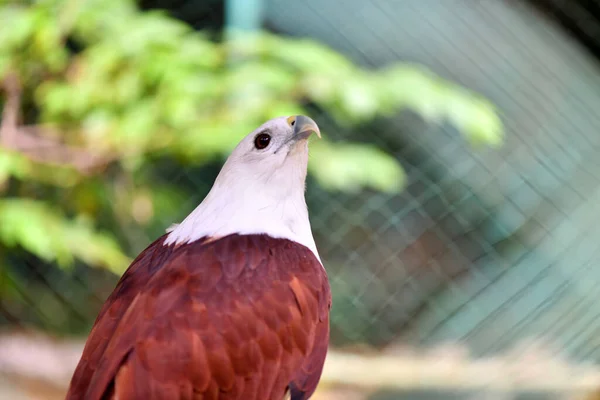 Beaux Oiseaux Recherche Nourriture Dans Nature — Photo