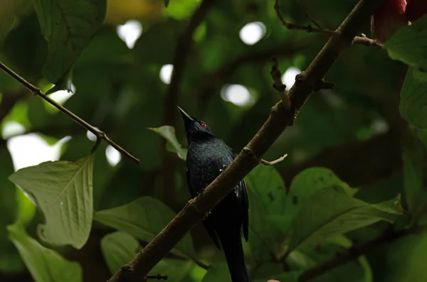 Bellissimi Uccelli Cerca Cibo Natura — Foto Stock