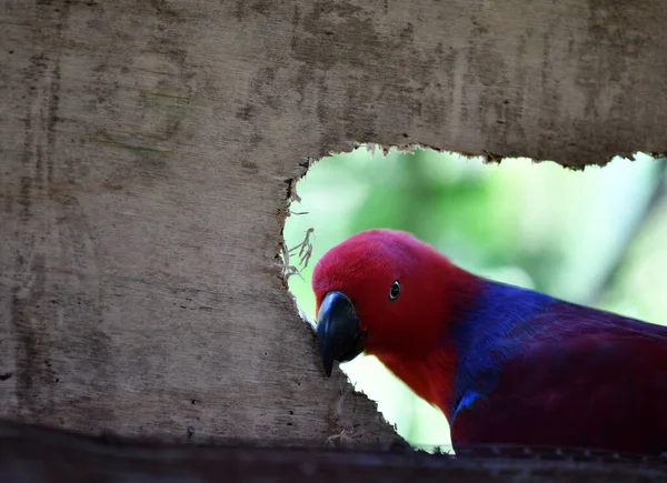 Belos Pássaros Variegados Enquanto Caçam Condições Naturais — Fotografia de Stock