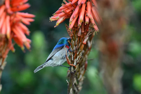 Bellas Aves Variopintas Mientras Cazan Condiciones Naturales — Foto de Stock