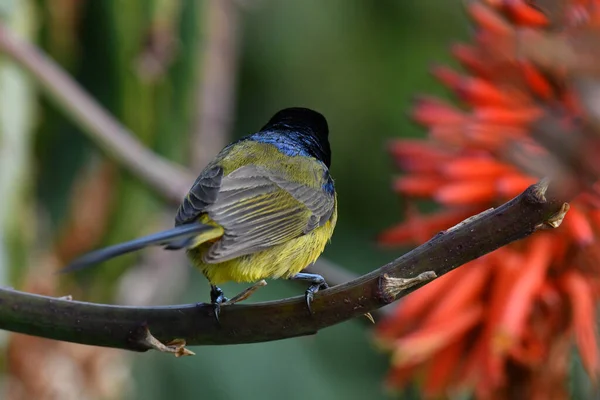 beautiful bright nectar bird on red picks honey