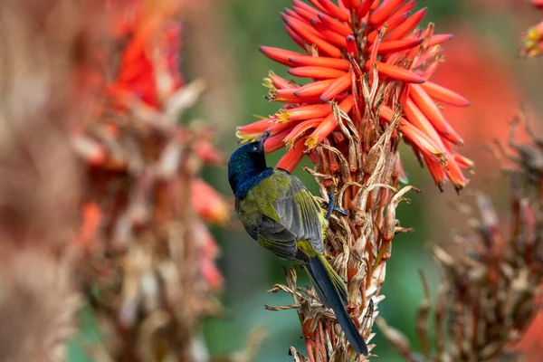 beautiful bright nectar bird on red picks honey