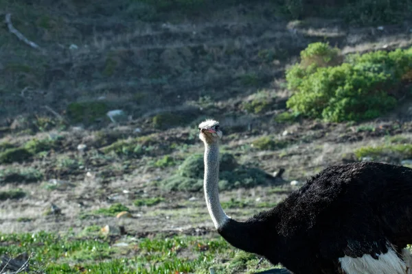 Grote Struisvogel Kijkt Verrast Naar Wereld — Stockfoto