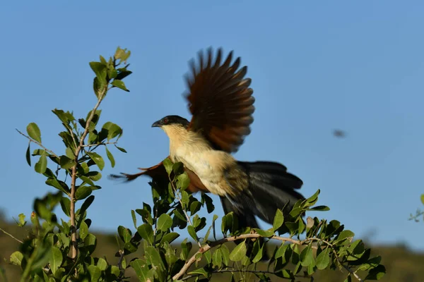 Hermoso Pájaro Abigarrado Árbol Mientras Caza Condiciones Naturales — Foto de Stock