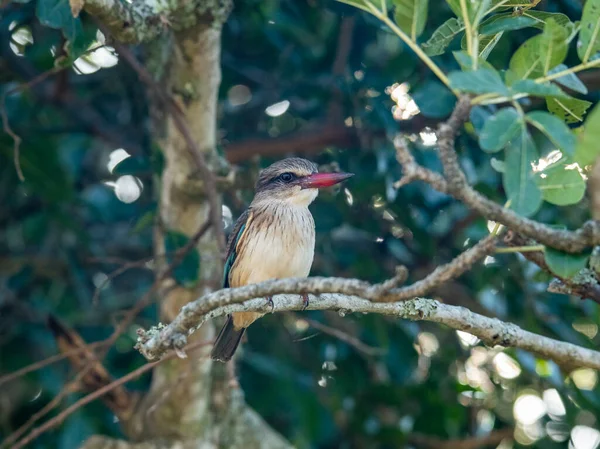 Krásný Pestrý Pták Stromě Při Lovu Přírodních Podmínkách — Stock fotografie