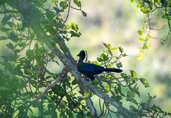 Hermoso Pájaro Abigarrado Árbol Mientras Caza Condiciones Naturales — Foto de Stock