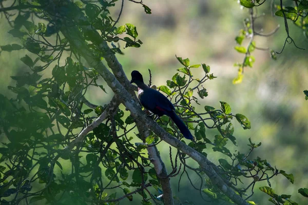 Hermoso Pájaro Abigarrado Árbol Mientras Caza Condiciones Naturales — Foto de Stock