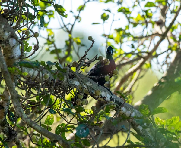 Magnifique Oiseau Bigarré Sur Arbre Tout Chassant Dans Des Conditions — Photo