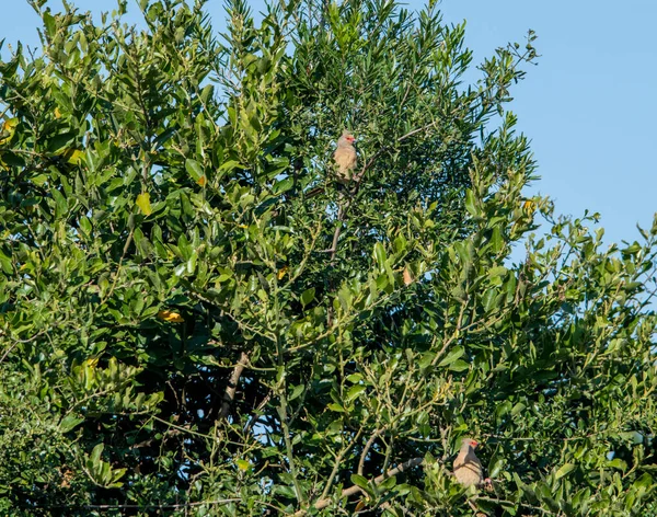 Beautiful Motley Bird Tree While Hunting Natural Conditions — Stock Photo, Image