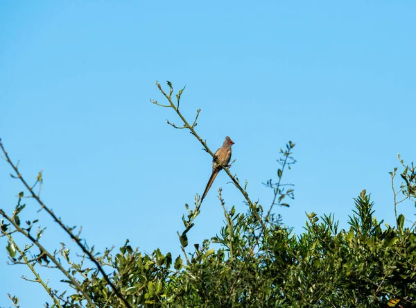 Magnifique Oiseau Bigarré Sur Arbre Tout Chassant Dans Des Conditions — Photo